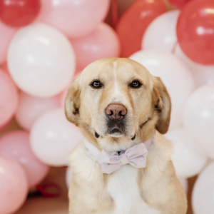 HUNDFLUGA VELVET SOFT ROSE