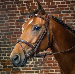 ANATOMISKT TRÄNS BRUNT