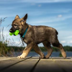 HUNDLEKSAK BEN ORANGE