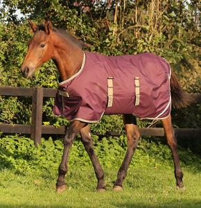 AMIGO FOAL 200 G NAVY