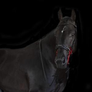 HACKAMORE DARK BROWN/ALUMINIUM