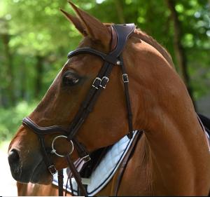 PRECISION TRÄNS MED Y-NOSGRIMMA