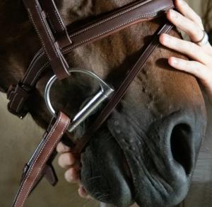 ORGIN TRÄNS MED AACHENNOSGRIMMA