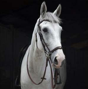 ORGIN TRÄNS MED REMONTNOSGRIMMA