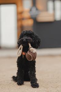 HUNDLEKSAK BOLL MED REP