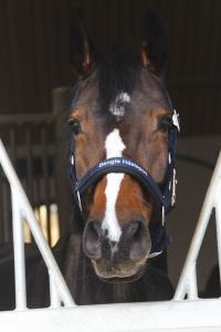 GRIMMA BENGTS HÄSTSPORT NAVY