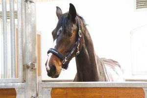 GRIMMA BENGTS HÄSTSPORT NAVY