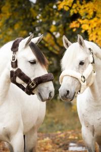 GRIMMA SYNTETPÄLS CREME