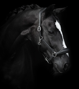 GRIMMA LÄDER GROOMING SVART