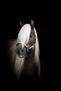 GRIMMA MED STENAR SHETLAND