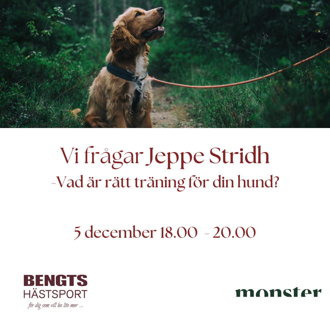 Vi frågar Jeppe Stridh - Vad är rätt träning för din hund?