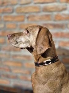 HUNDHALSBAND POLO BRUNT