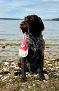 HUNDLEKSAK KYCKLING ALBERT