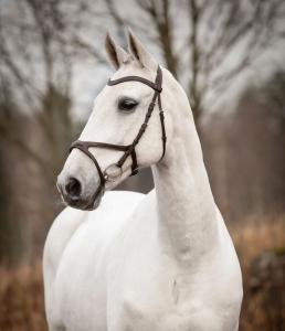 TRÄNS KNIGHTS ARTHUR BRUN