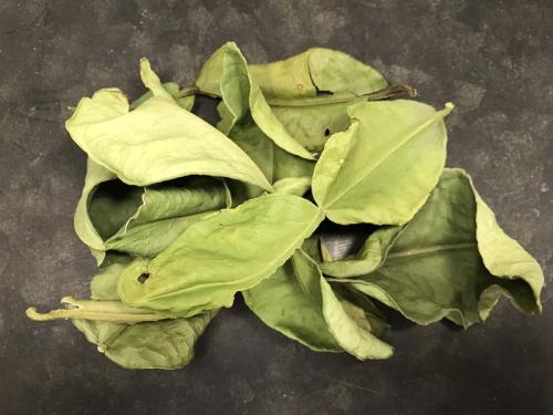 Kaffir Limeblad (10 g)