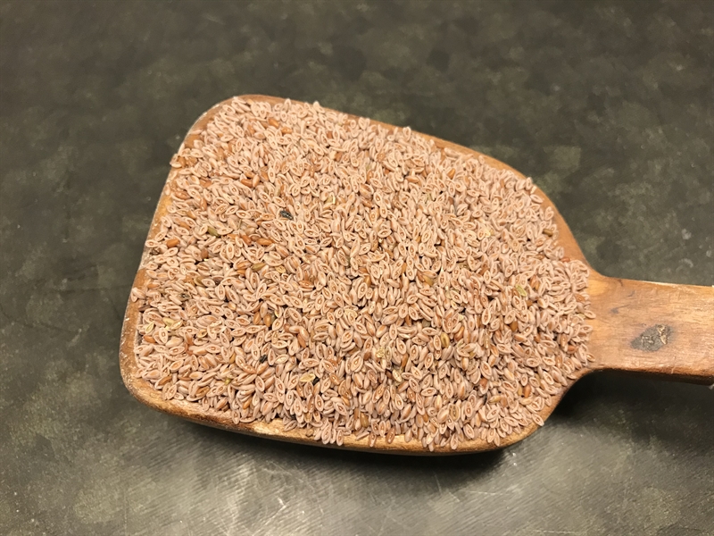 Psylliumfrö - Loppfrö ljusa 1 kg/förp (1 kg)