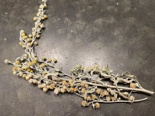 Malört (kvist) (DOS)