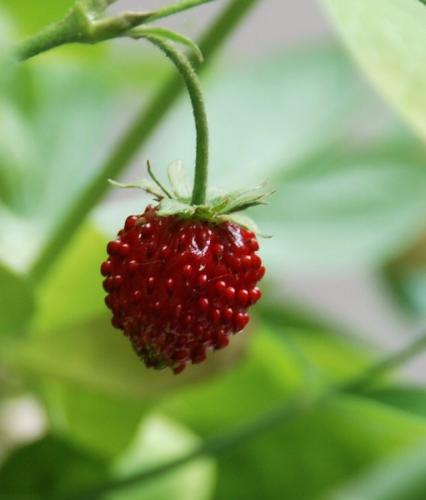 Smultron arom (25 ml)