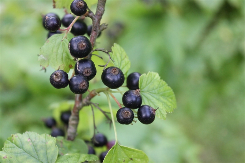 Svart Vinbär arom (25 ml)