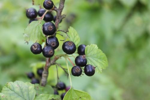 Svart Vinbär arom (25 ml)