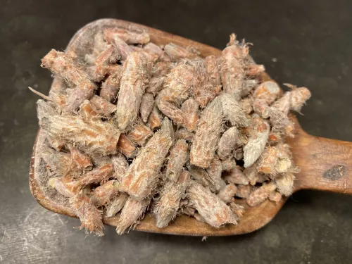 Tallknoppar torkade (70 g)