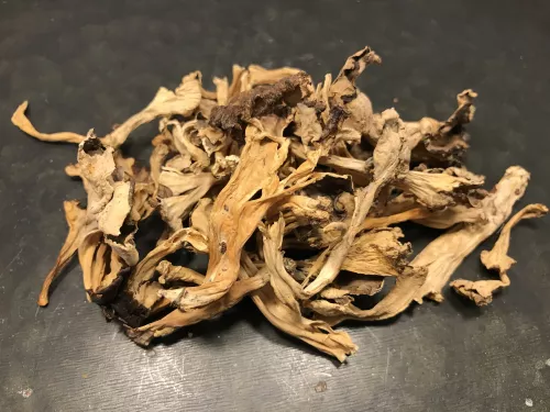 Trumpetsvamp Röd-Gul (25 g)