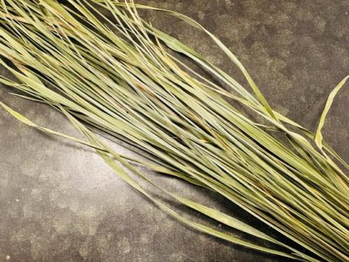 Myskgräs (Zybrowka) (DOS)