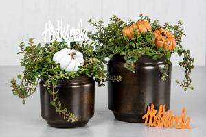 Pumpa / sticks (orange) - A lot