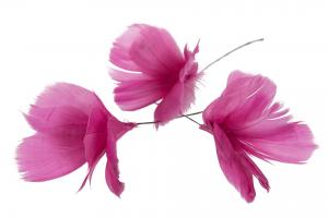 Fjädrar till riset, cerise (blomma)