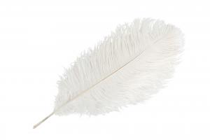 Strutsfjäder, Vit (35-40 cm)