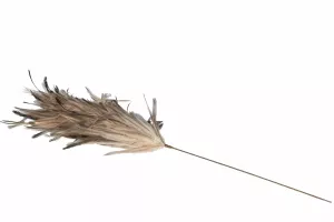Fjädervippa Grande 70 cm, Natur - A lot