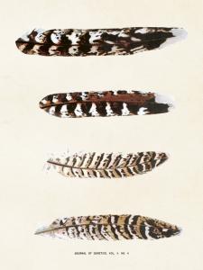 Poster Fjädrar, Sköna ting