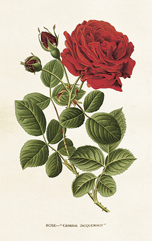 Paketkort Vintage, Sköna Ting - Röd ros