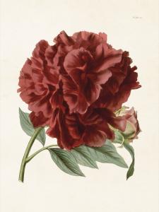 Poster, vinröd pion, Sköna ting