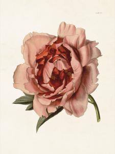 Poster, rosa pion, Sköna ting