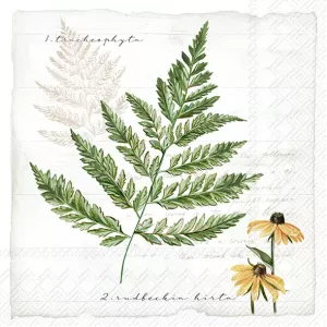 Servetter - My Little Fern Cream (Lunch)