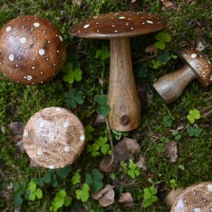 Brun svamp i trä, Large - Miljögården