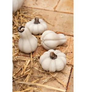 Pumpa Vit (5x8 cm) - A lot