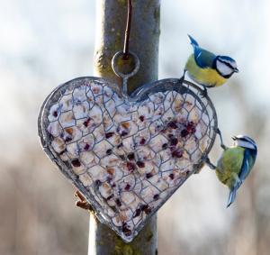 Eldgarden, Hjärta i hönsnät, platt baksida
