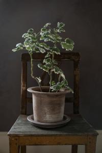 ERNST Kruka terracotta d18 h14 m fat