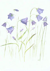 Dubbelvikt kort i akvarell - Blåklockor