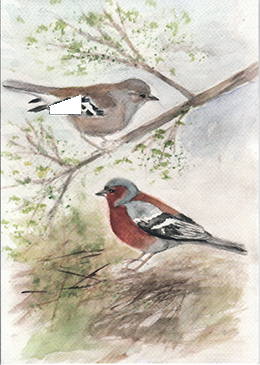 Dubbelvikt kort i akvarell - Bofinkar