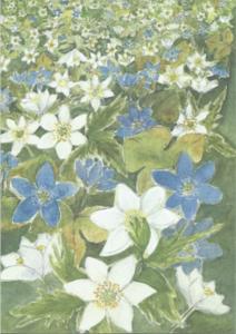 Dubbelvikt kort i akvarell - Sippor