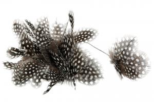 Fjädrar till riset, prickiga (pärlhöns, blomma)