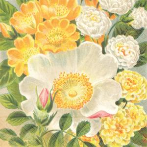 Servetter Gula rosor, Sköna ting