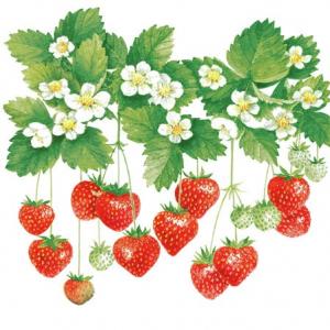 Servetter, Summer Fruits (lunch) - Ambiente