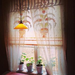 Spetsgardin Gysingeblomster