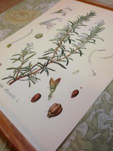 Skolplansch/ Rosmarin/ Plansch