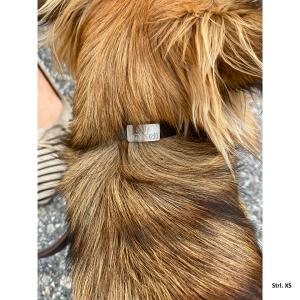 Hundhalsband läder inkl. Egen gravyr, XS-L