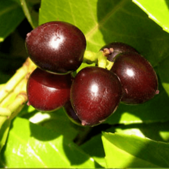 Laurel berries used in production of Terra Rosa Aleppo soap, Savon d'Alep soap with Laurel Berry oil. Buy online from Casa Zeytin